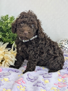 Oakley Mini Poodle Oakley Mini Poodle