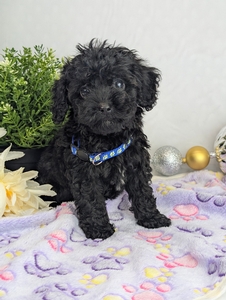 Oscar Mini Poodle Oscar Mini Poodle