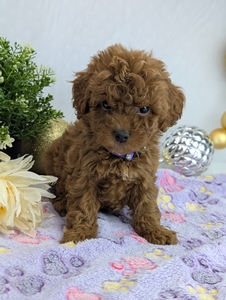 Tammy Cavapoo puppy Tammy Cavapoo puppy