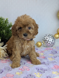 Tessa Cavapoo puppy Tessa Cavapoo puppy