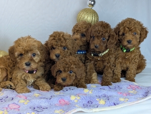Sandra and Jetts cavapoo puppies Sandra and Jetts cavapoo puppies