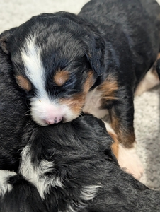 Mini Bernadoodle puppies 