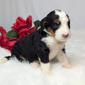 Ace Mini Bernadoodle 