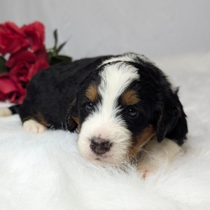 Arnie Mini Bernadoodle 