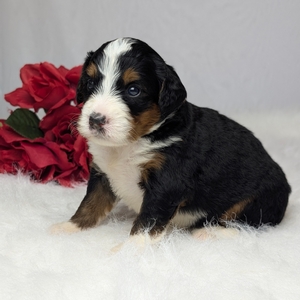 Audie Mini Bernadoodle 