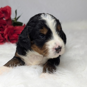 Alice Mini Bernadoodle