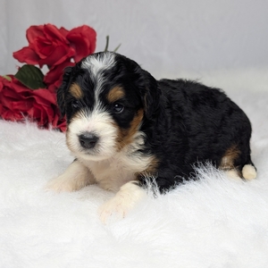 Ava Mini Bernadoodle 