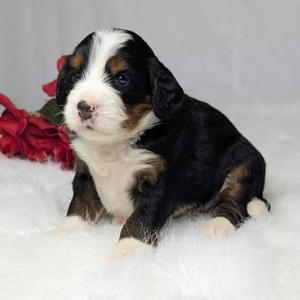 Amber Mini Bernadoodle 