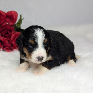 Angel Mini Bernadoodle 