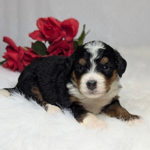 Ally Mini Bernadoodle 