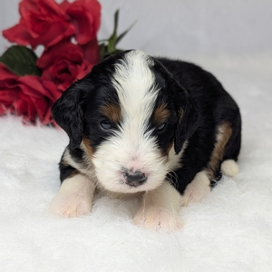 Andre Mini Bernadoodle 