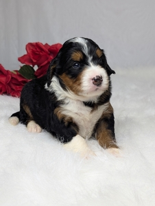 Abby Mini Bernadoodle