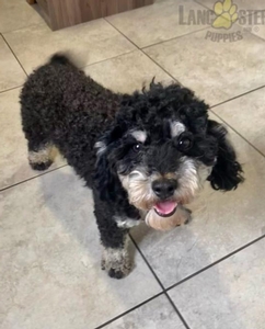 Mini Poodle Gavin