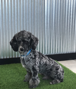 Mini Poodle Benjie