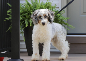 Mini Poodle Remi