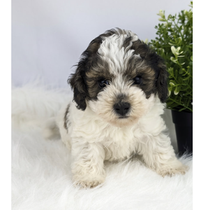 Mini Poodle Puppies Daisy and Gavins' Litter