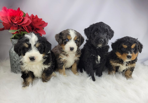 Mini Bernedoodles