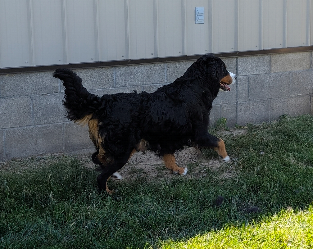 Bernese Mountain dog Hilltop Views Sky