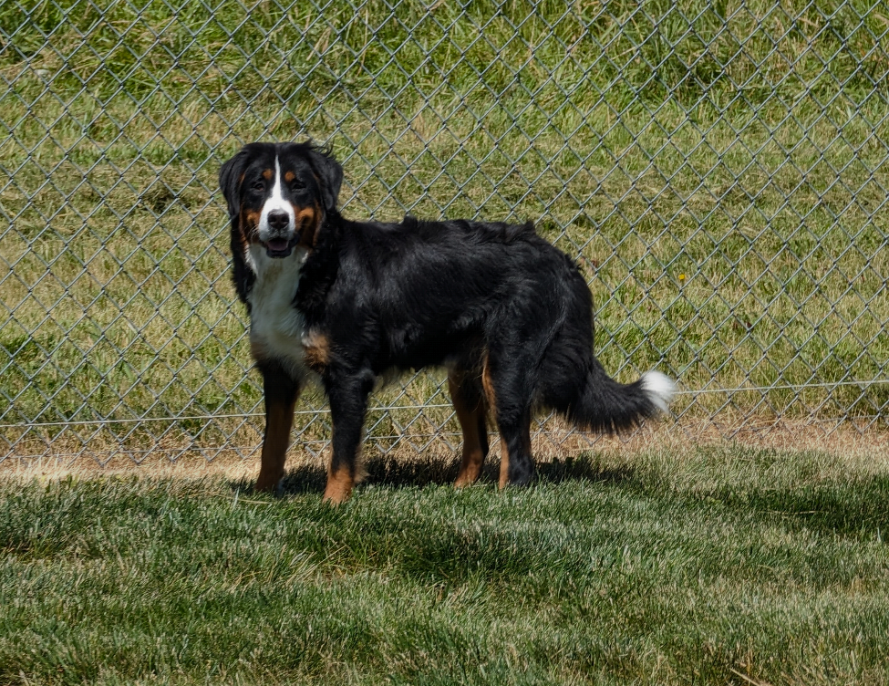 Bernese Mountain Dog Miss Leana Joy