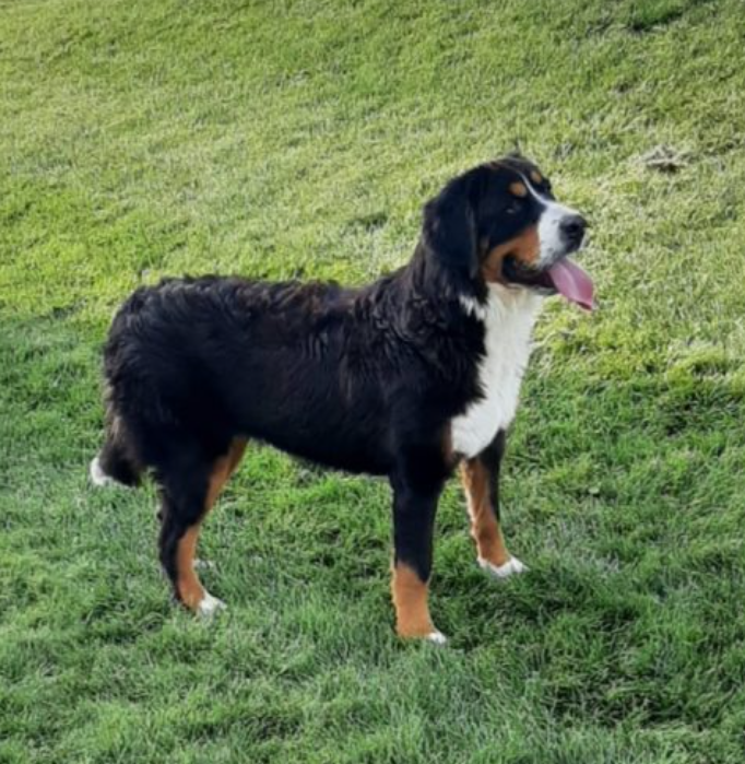 Bernese Mountain Dog Lady Alexis