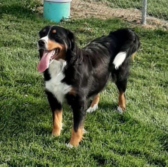 Bernese Mountain Dog Skyline Rose Warrior