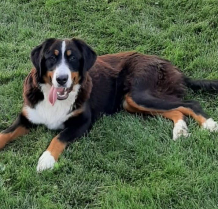  Bernese Mountain Dog Skyline Sweet Aleah