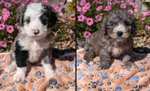 Rose and Benji's mini Bernadoodle litter