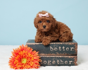 Tammy Cavapoo puppy Tammy Cavapoo puppy