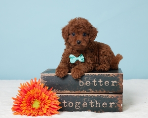 Theo Cavapoo puppy Theo Cavapoo puppy