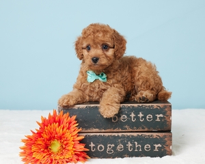 Thomas Cavapoo puppy Thomas Cavapoo puppy