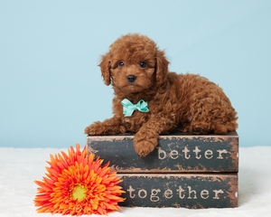 Toby cavapoo puppy Toby cavapoo puppy