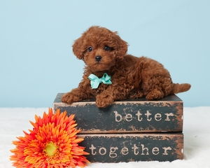 Travis Cavapoo puppy Travis Cavapoo puppy