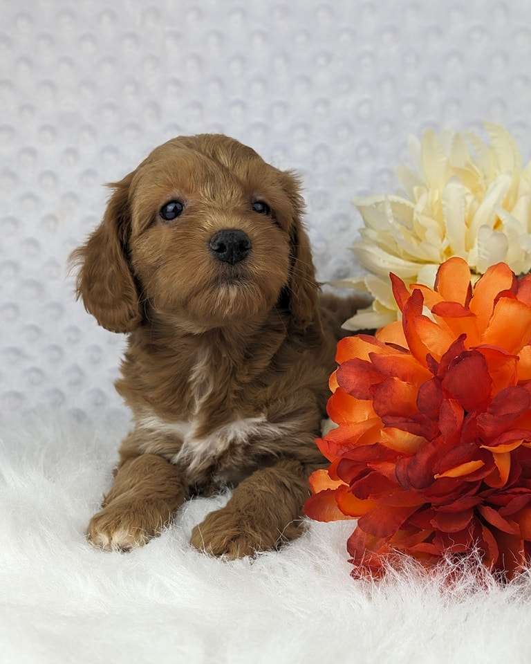 What are the basics of a Cavapoo?