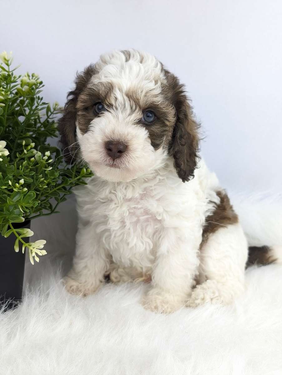 Mini parti poodle best sale