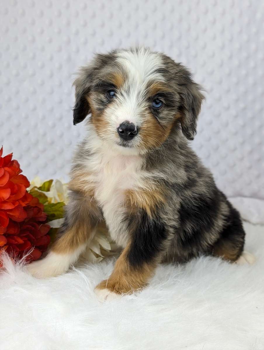 What is a Mini Bernedoodle