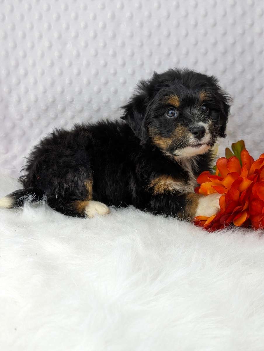 What is the coat of a Mini Bernedoodle like?