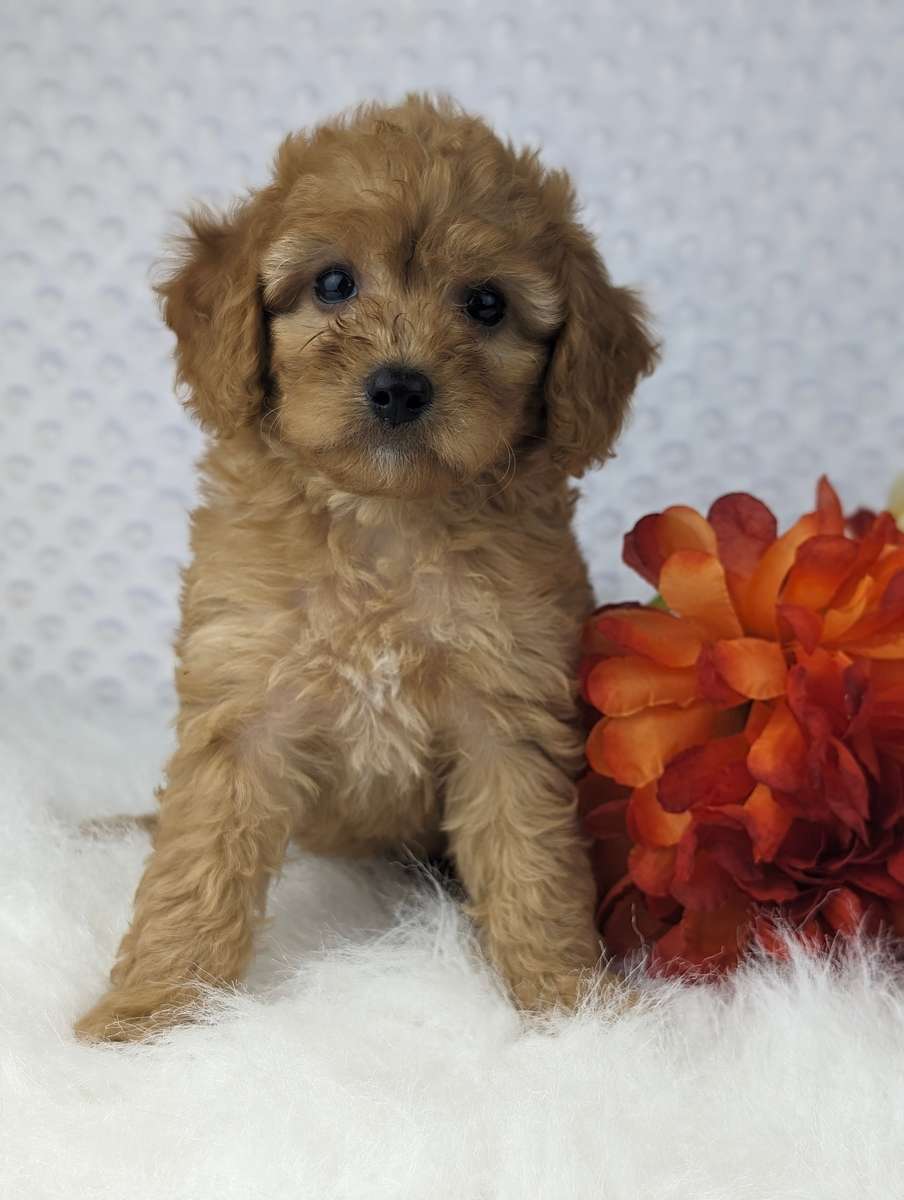 What is a Cavapoo's temperament and behavior?