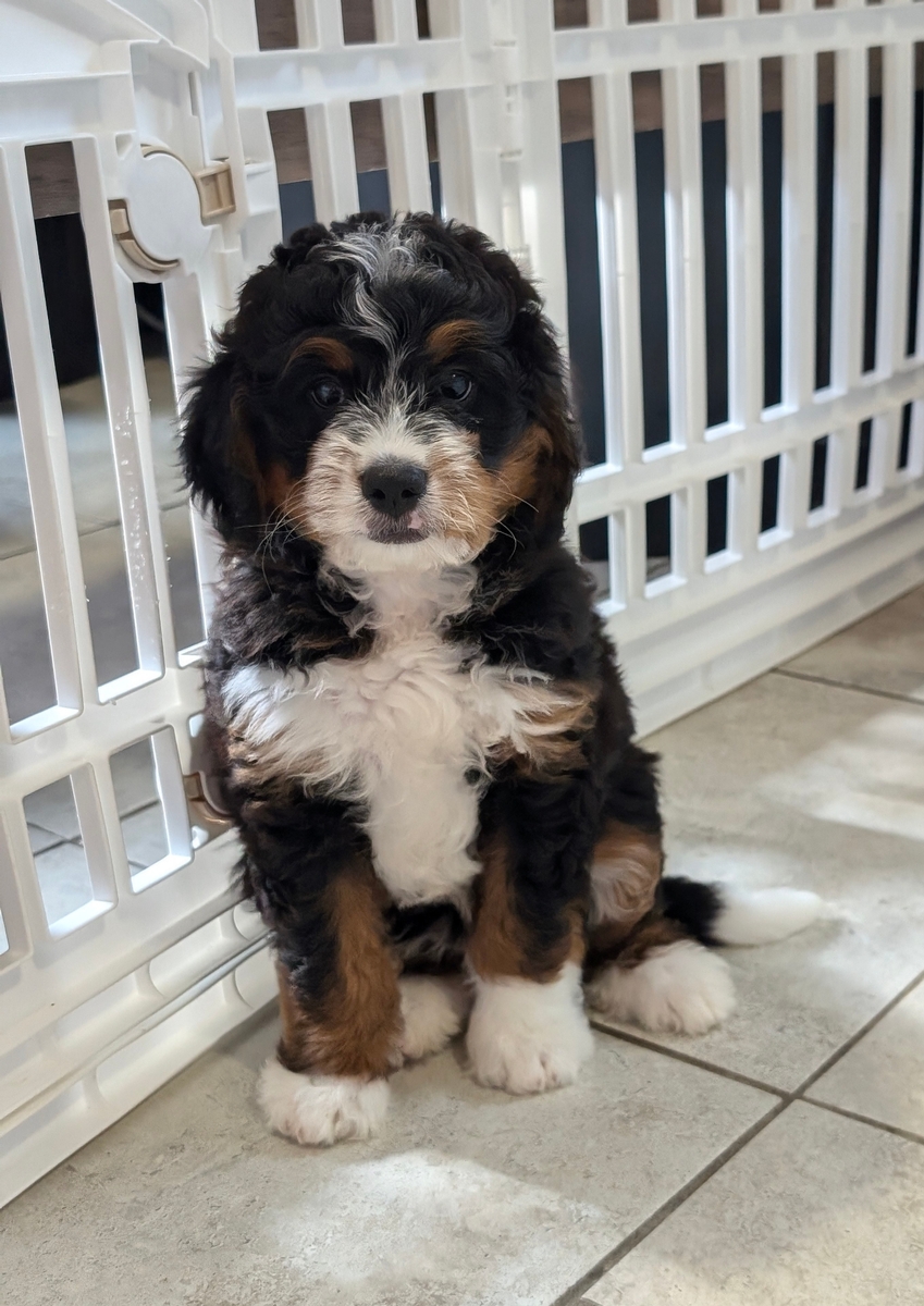 Upcoming Mini Bernadoodle Litters Upcoming Mini Bernadoodle Litters