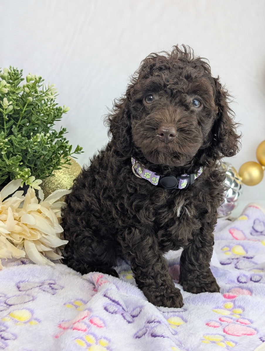 Meet Our Mini Poodles