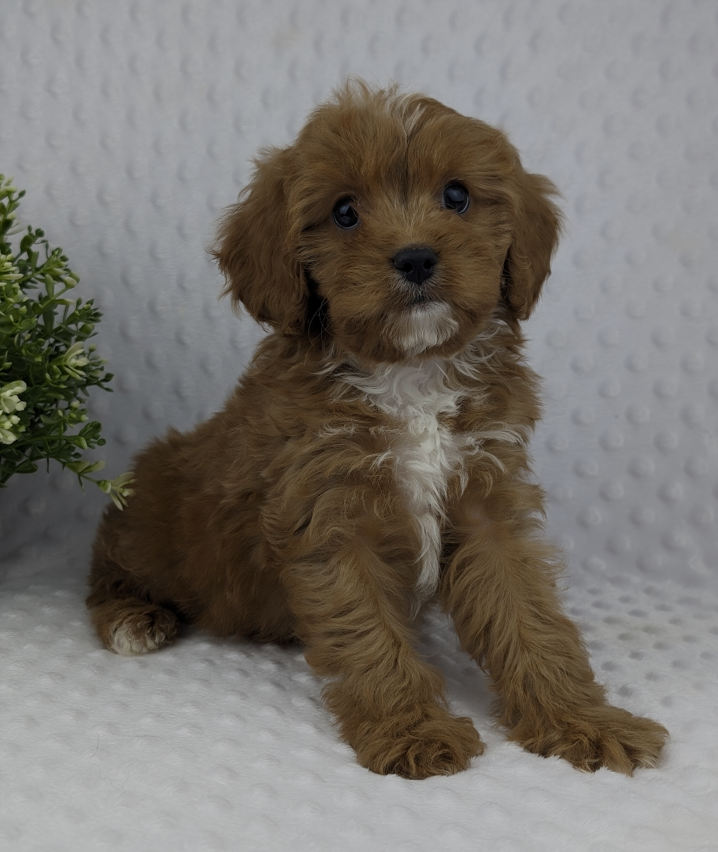 Cavapoo