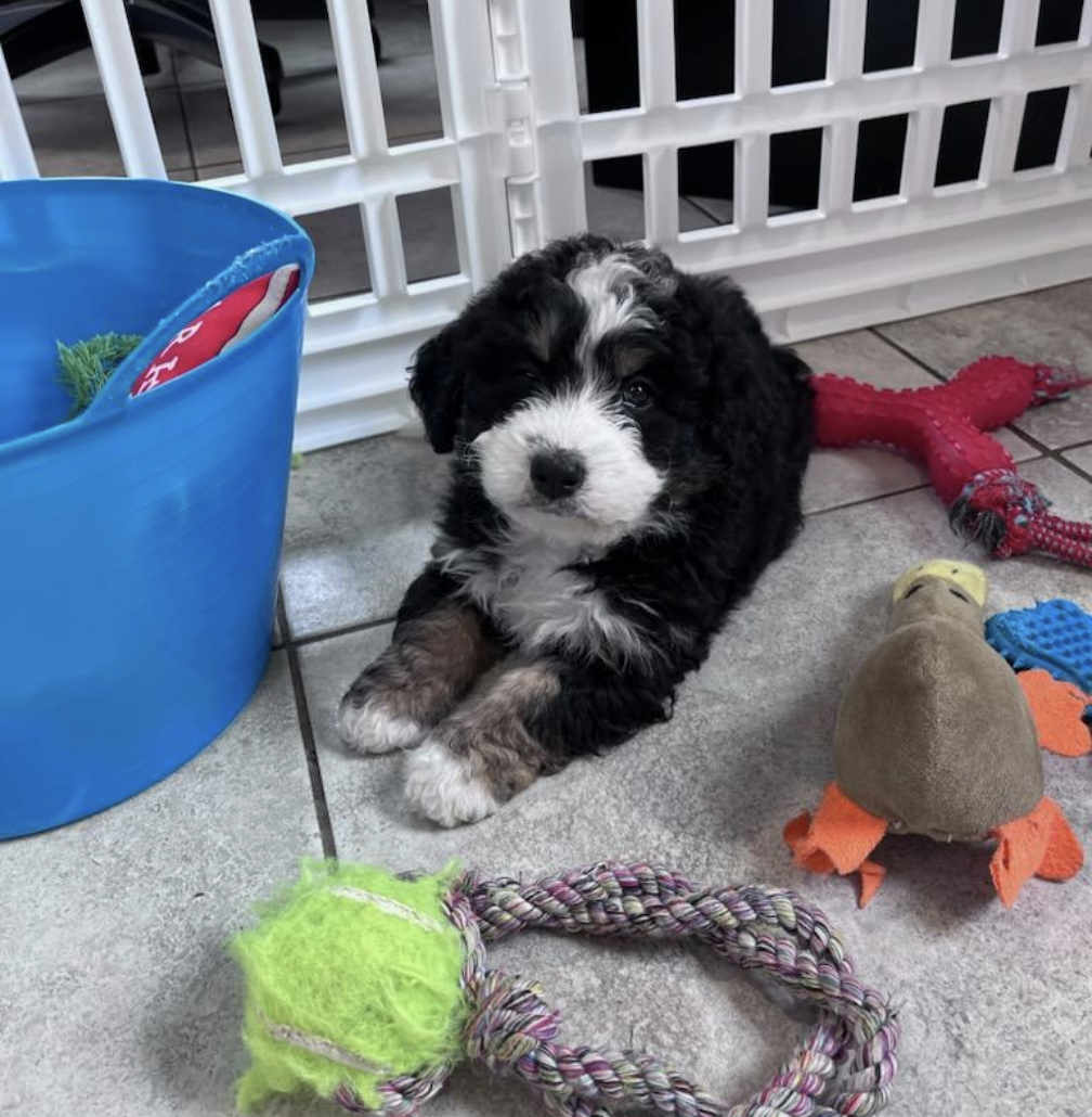 Meet our puppies by appointment