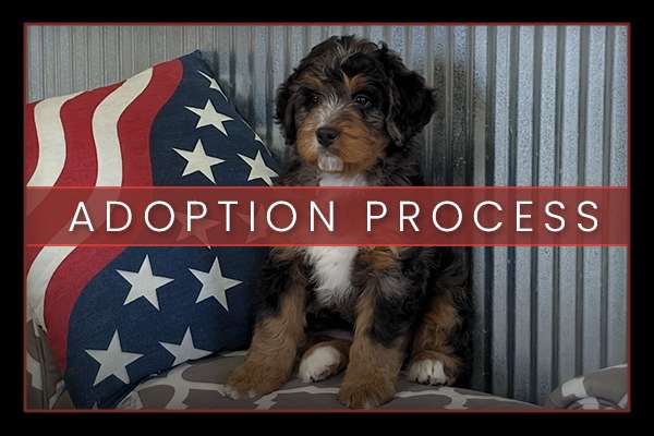 Skyline Puppies Adoption Process