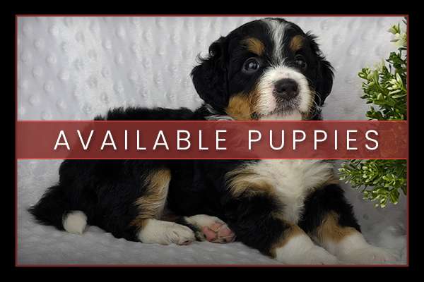 View Skyline Puppies Available Puppies