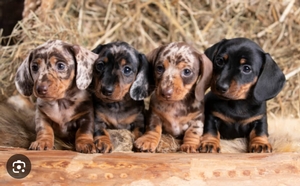 Dachshund Puppies