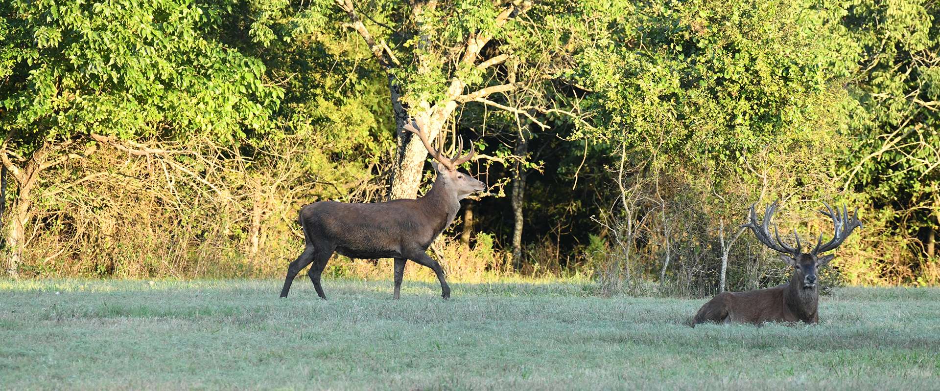 Red Stag Hunts