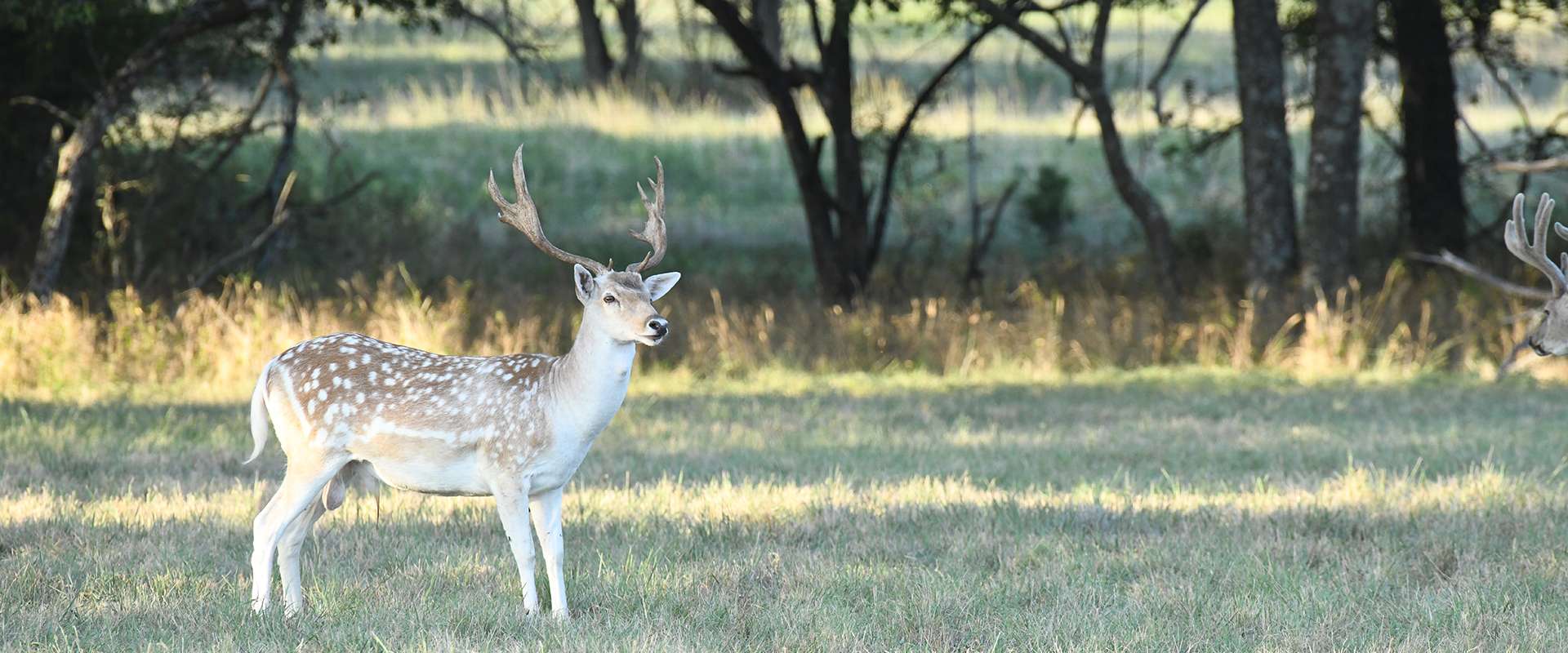 Exotic Hunts