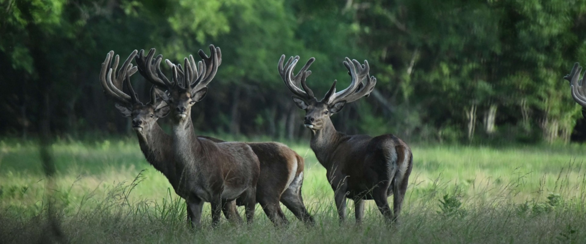 SMBC Ranch Photo Gallery