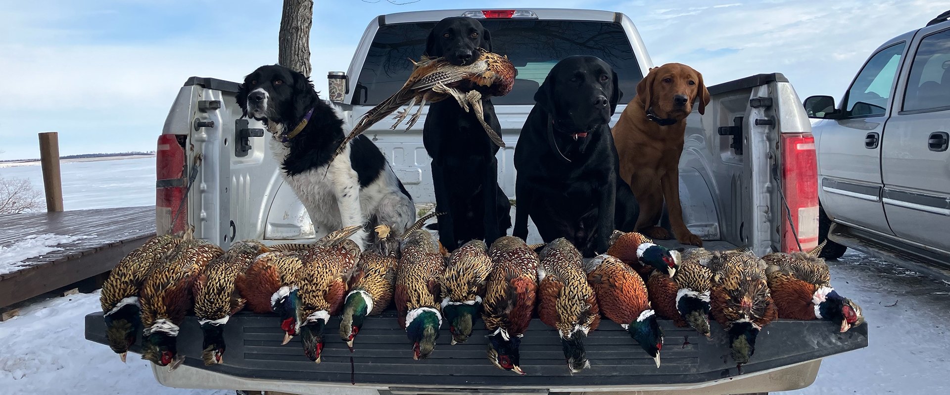 South Dakota Pheasant Hunting South Dakota Pheasant Hunting