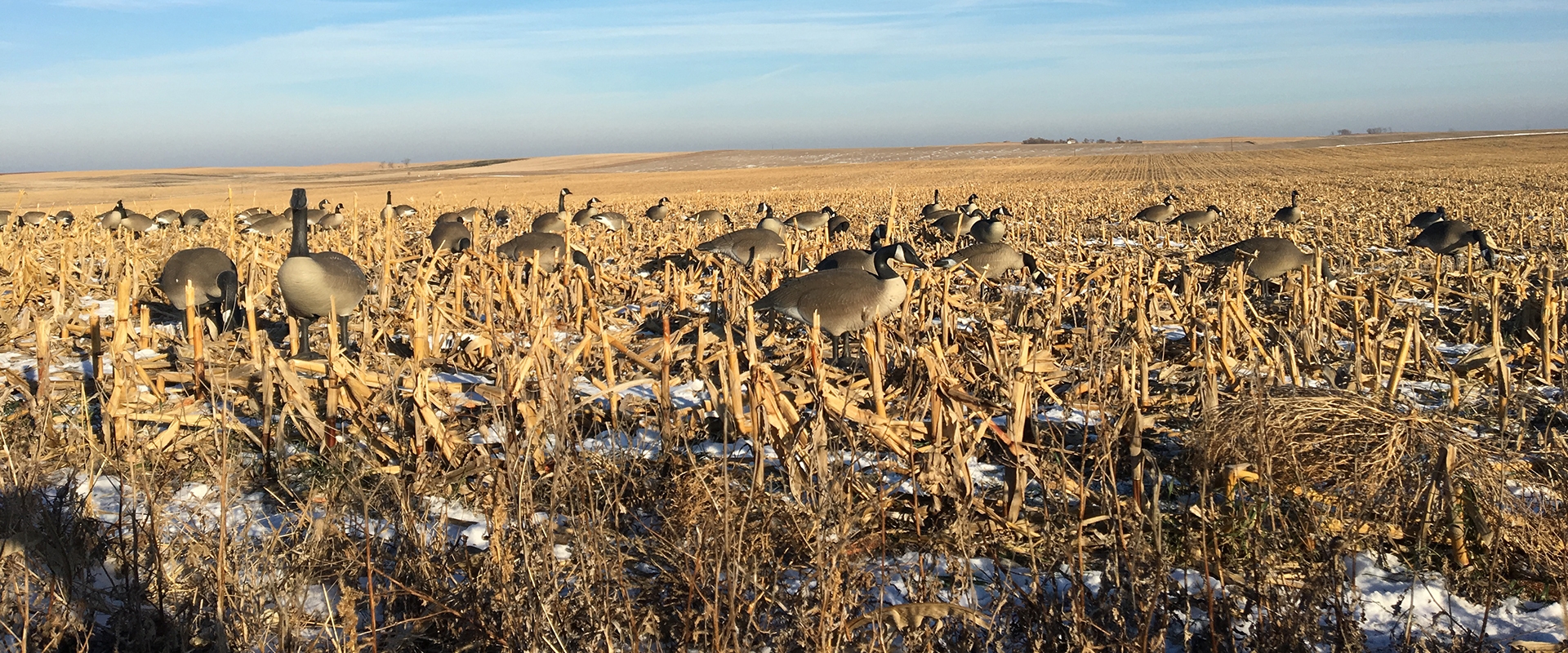 South Dakota Waterfowl Hunting South Dakota Waterfowl Hunting