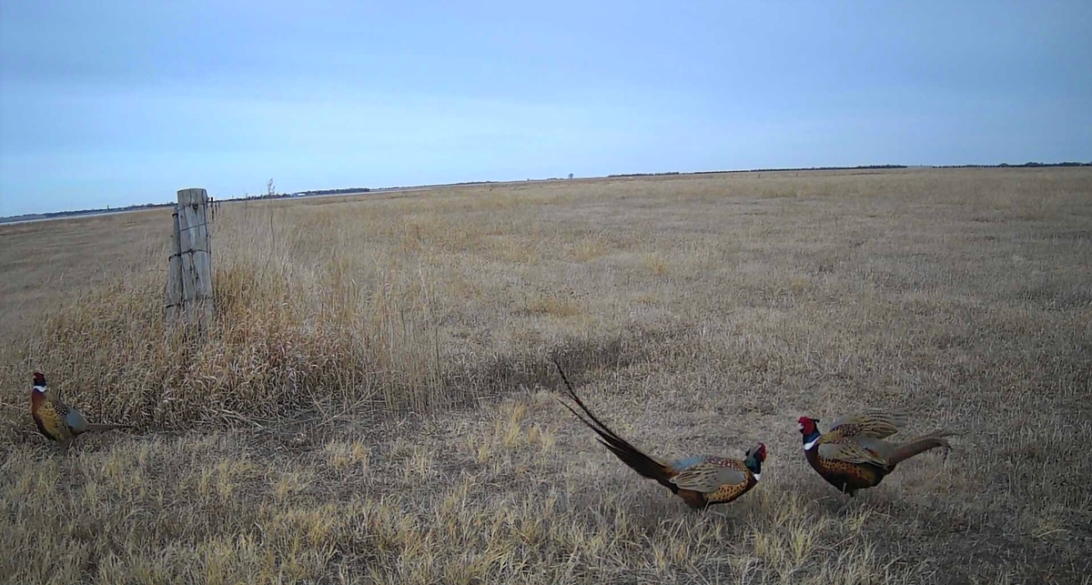 North Central South Dakota Pheasant Hunting